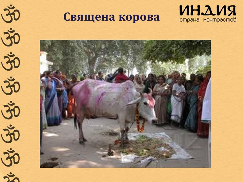 Священа корова